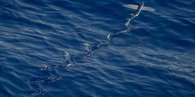 扬州新力亚10：高效传动系统的行业标杆与工业应用解析